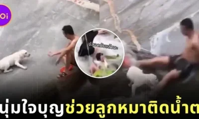 พระคุ้มครอง! ลูกสุนัขติดอยู่กลางน้ำตก โชคดีได้หนุ่มใจบุญลงมาช่วย จนถึงพื้นอย่างปลอดภัย