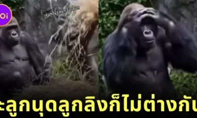 baby Gorilla mess with Mama Gorillas Bed