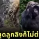 baby Gorilla mess with Mama Gorillas Bed