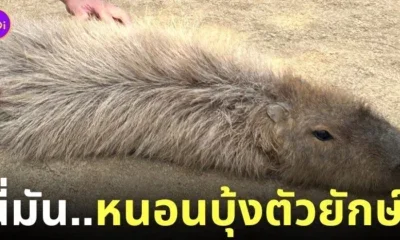 หมามะพร้าว คาปิบาร่ารีแลกซ์ หนอนบุ้ง