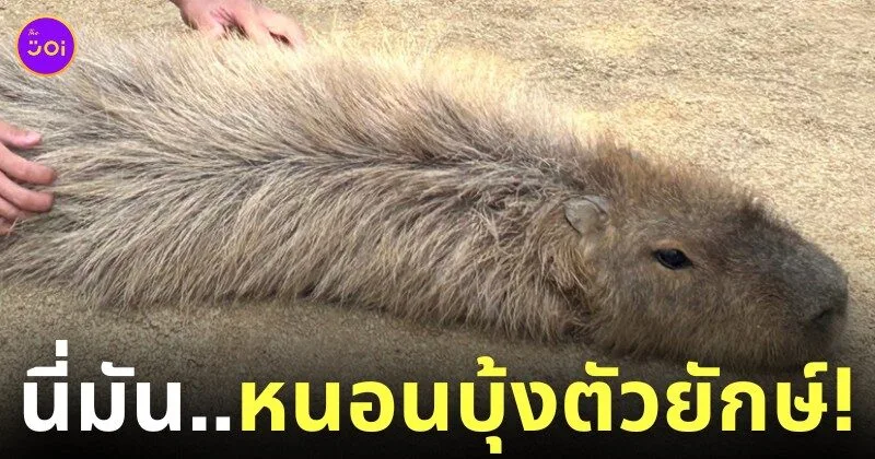หมามะพร้าว คาปิบาร่ารีแลกซ์ หนอนบุ้ง