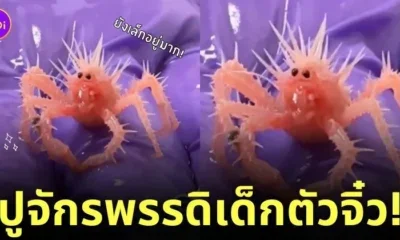 ปูจักรพรรดิเด็ก
