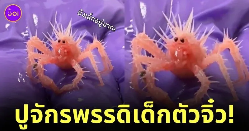 ปูจักรพรรดิเด็ก