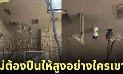 ภาพหมีโคอาล่านั่งตัวกลมบนยอดไม้สูงติดเพดาน