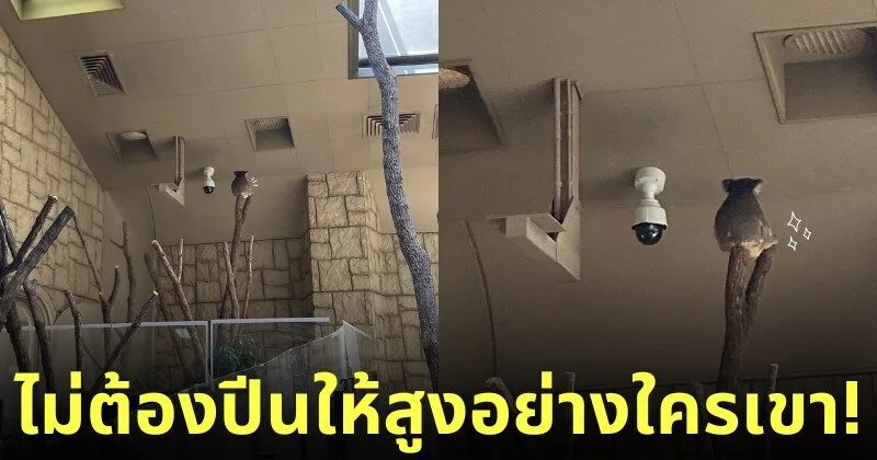 ภาพหมีโคอาล่านั่งตัวกลมบนยอดไม้สูงติดเพดาน