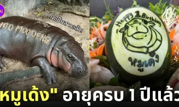 ฉลองวันเกิดหมูเด้ง 1 ปี สวนสัตว์เปิดเขาเขียวเปิดให้เด็กเข้าฟรี