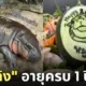 ฉลองวันเกิดหมูเด้ง 1 ปี สวนสัตว์เปิดเขาเขียวเปิดให้เด็กเข้าฟรี