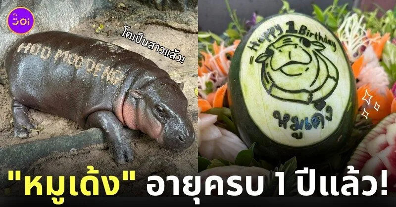 ฉลองวันเกิดหมูเด้ง 1 ปี สวนสัตว์เปิดเขาเขียวเปิดให้เด็กเข้าฟรี