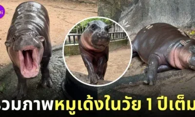 หมูเด้ง 1 ขวบ ลูกฮิปโปแคระ สวนสัตว์เปิดเขาเขียว