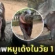 หมูเด้ง 1 ขวบ ลูกฮิปโปแคระ สวนสัตว์เปิดเขาเขียว