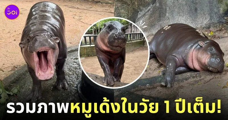 หมูเด้ง 1 ขวบ ลูกฮิปโปแคระ สวนสัตว์เปิดเขาเขียว
