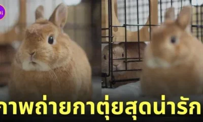 ภาพถ่ายกระต่าย กาตุ่ย น่ารัก usausausa1201