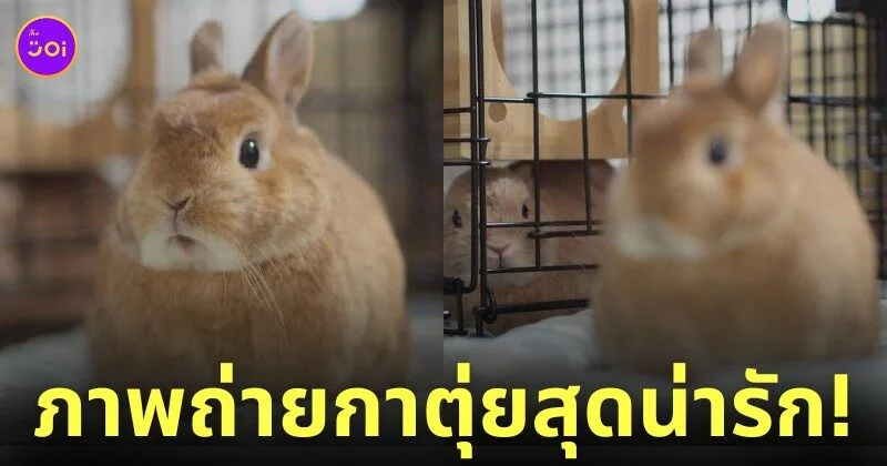 ภาพถ่ายกระต่าย กาตุ่ย น่ารัก usausausa1201