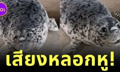 seal pup make a noise like a dog