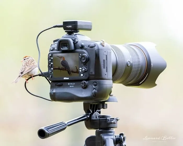 พาส่อง 20 ภาพสุดฮา เมื่อสัตว์ป่าจู่โจมช่างภาพแบบระยะประชิดเกิ๊นน!