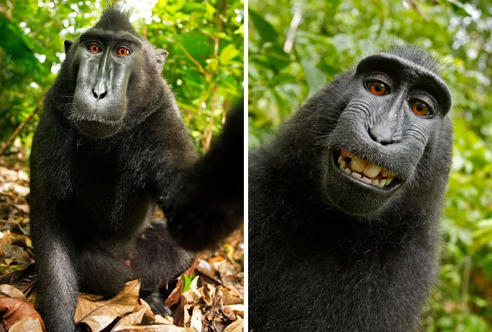 พาส่อง 20 ภาพสุดฮา เมื่อสัตว์ป่าจู่โจมช่างภาพแบบระยะประชิดเกิ๊นน!