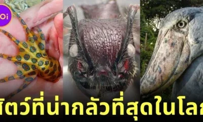 เผย 30 สัตว์โลกสุดสะพรึง จากการโหวตของแฟนเว็บไซต์ "Bored Panda"