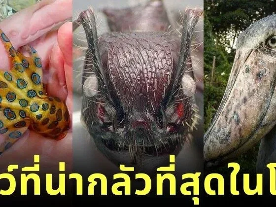 เผย 30 สัตว์โลกสุดสะพรึง จากการโหวตของแฟนเว็บไซต์ "Bored Panda"