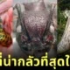 เผย 30 สัตว์โลกสุดสะพรึง จากการโหวตของแฟนเว็บไซต์ "Bored Panda"