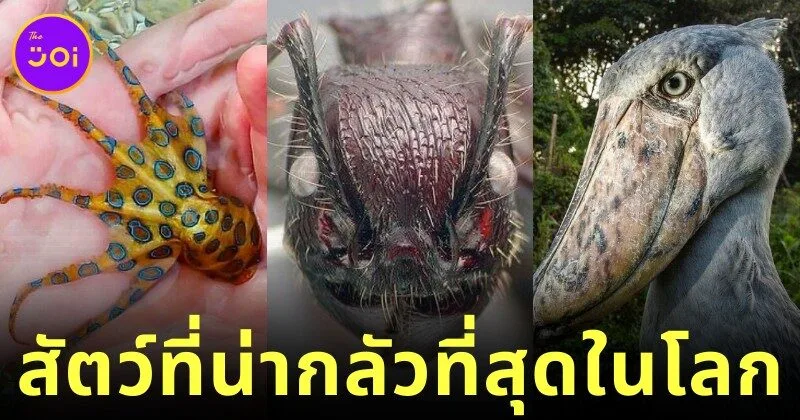 เผย 30 สัตว์โลกสุดสะพรึง จากการโหวตของแฟนเว็บไซต์ "Bored Panda"