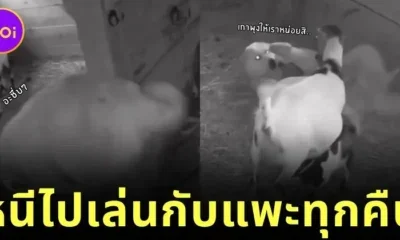 “เจ้าหมาใหญ่ใจมุ้งมิ้ง” แอบหนีออกจากบ้านทุกคืนไปหาเพื่อนแพะ ทำชาวเน็ตน้ำตาซึม!