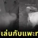“เจ้าหมาใหญ่ใจมุ้งมิ้ง” แอบหนีออกจากบ้านทุกคืนไปหาเพื่อนแพะ ทำชาวเน็ตน้ำตาซึม!