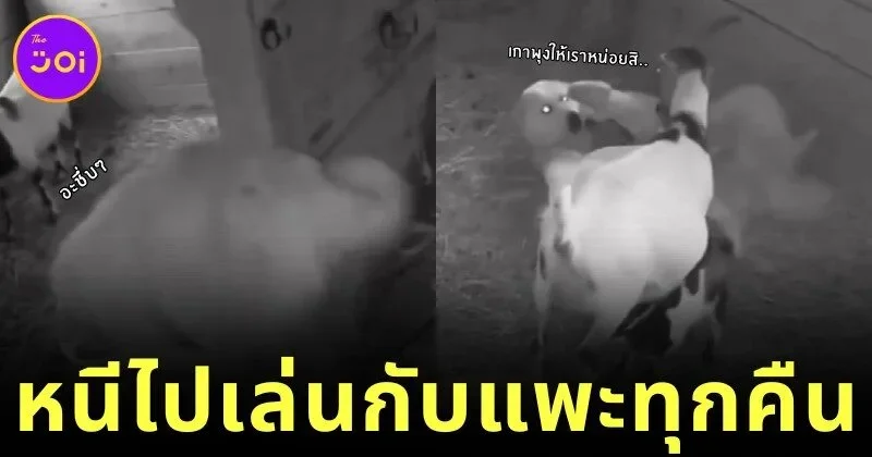 “เจ้าหมาใหญ่ใจมุ้งมิ้ง” แอบหนีออกจากบ้านทุกคืนไปหาเพื่อนแพะ ทำชาวเน็ตน้ำตาซึม!