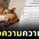 หนุ่มไทยแจ้งความตำรวจ หลังเห็นน้องหมานอนหลับอย่างมีความสุข ก่อนถูกเรียกมาตักเตือน