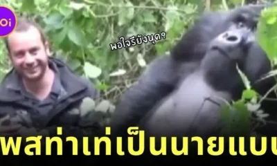 A clip has been released of a young gorilla showing off his handsome features behind a bush before posing for a photo looking like a famous model