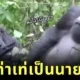 A clip has been released of a young gorilla showing off his handsome features behind a bush before posing for a photo looking like a famous model