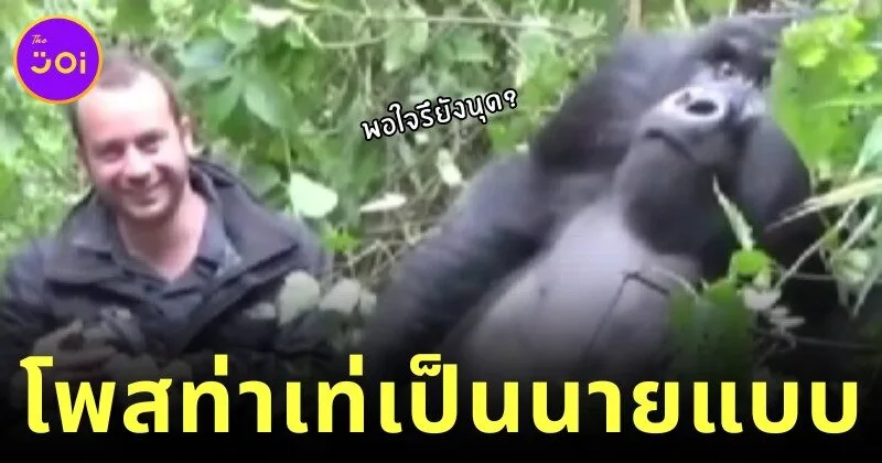 A clip has been released of a young gorilla showing off his handsome features behind a bush before posing for a photo looking like a famous model