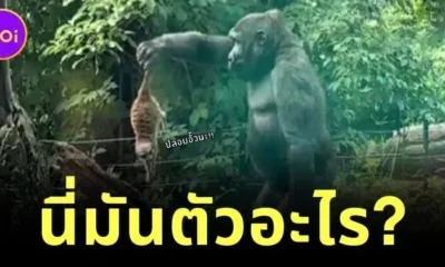 นี่มันตัวอะไร? เจ้าเมียร์แคทบุกรุกที่อยู่เจ้ากอริลลา ก่อนถูกจับได้และโยนออกไปราวกับจิ้งจก!