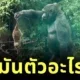 นี่มันตัวอะไร? เจ้าเมียร์แคทบุกรุกที่อยู่เจ้ากอริลลา ก่อนถูกจับได้และโยนออกไปราวกับจิ้งจก!