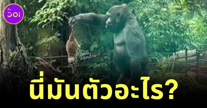 นี่มันตัวอะไร? เจ้าเมียร์แคทบุกรุกที่อยู่เจ้ากอริลลา ก่อนถูกจับได้และโยนออกไปราวกับจิ้งจก!