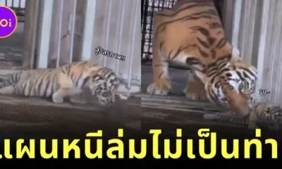 ลูกเสือแอบย่องเบาออกจากกรงหนีแม่ไปเที่ยว ก่อนถูกจับได้ ทำนักท่องเที่ยวที่ยืนเชียร์ทั้งขำทั้งสงสาร