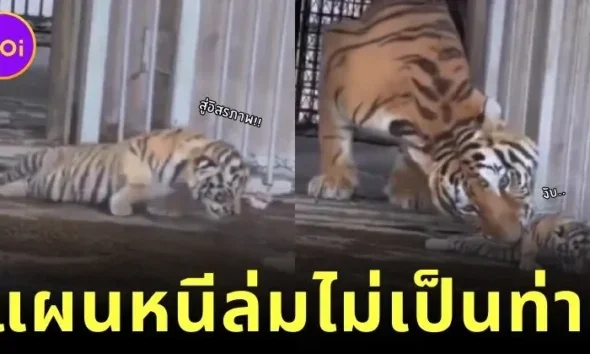 ลูกเสือแอบย่องเบาออกจากกรงหนีแม่ไปเที่ยว ก่อนถูกจับได้ ทำนักท่องเที่ยวที่ยืนเชียร์ทั้งขำทั้งสงสาร