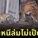 ลูกเสือแอบย่องเบาออกจากกรงหนีแม่ไปเที่ยว ก่อนถูกจับได้ ทำนักท่องเที่ยวที่ยืนเชียร์ทั้งขำทั้งสงสาร