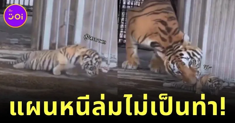 ลูกเสือแอบย่องเบาออกจากกรงหนีแม่ไปเที่ยว ก่อนถูกจับได้ ทำนักท่องเที่ยวที่ยืนเชียร์ทั้งขำทั้งสงสาร