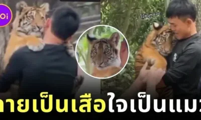 ลูกเสือน้อยถูกเพื่อนบูลลี่บ่อย ๆ พี่เลี้ยงเลยต้องอุ้มโอ๋ตลอด เกิดเป็นภาพน่ารักจนกลายเป็นไวรัล