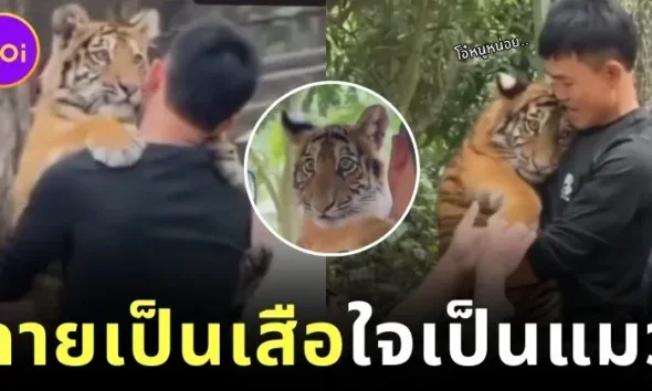 ลูกเสือน้อยถูกเพื่อนบูลลี่บ่อย ๆ พี่เลี้ยงเลยต้องอุ้มโอ๋ตลอด เกิดเป็นภาพน่ารักจนกลายเป็นไวรัล