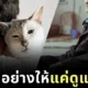 คุณปู่ชาวจีนวัย 82 ปี ประกาศยกมรดกทั้งหมดให้คนที่สัญญาว่าจะดูแลแมวอย่างดี หลังเขาเสียชีวิต