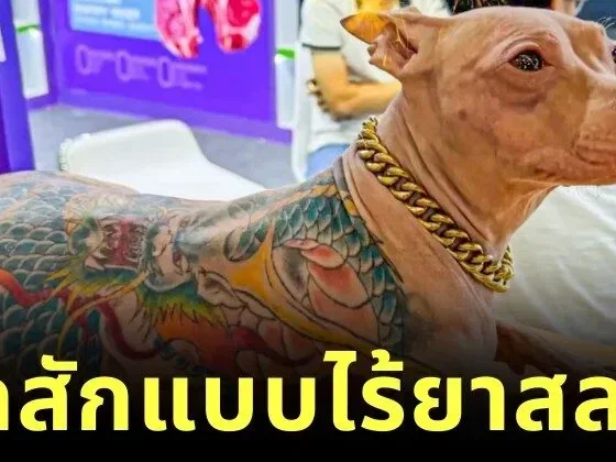 ชาวเน็ตวิจารณ์เดือด! เจ้าของสุนัขชาวจีนสักลวดลายทั้งตัวให้น้องหมาแบบไร้ยาสลบ ก่อนโดนตะเพิดพ้นงานแฟร์สัตว์เลี้ยง