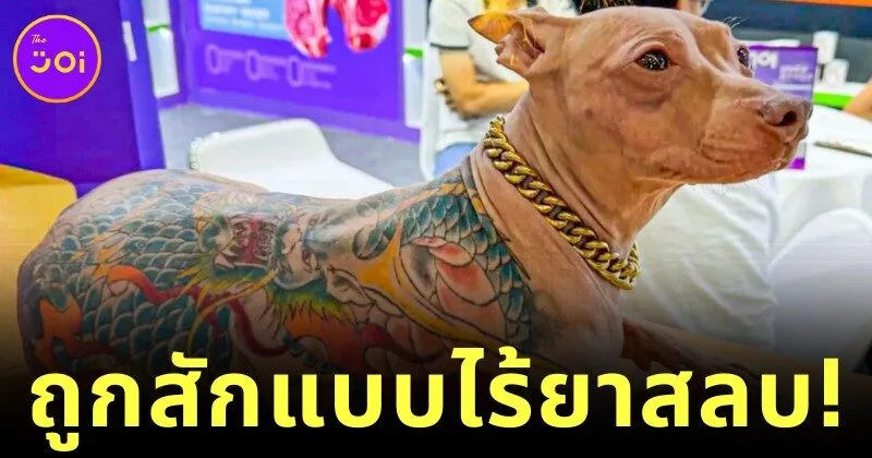 ชาวเน็ตวิจารณ์เดือด! เจ้าของสุนัขชาวจีนสักลวดลายทั้งตัวให้น้องหมาแบบไร้ยาสลบ ก่อนโดนตะเพิดพ้นงานแฟร์สัตว์เลี้ยง
