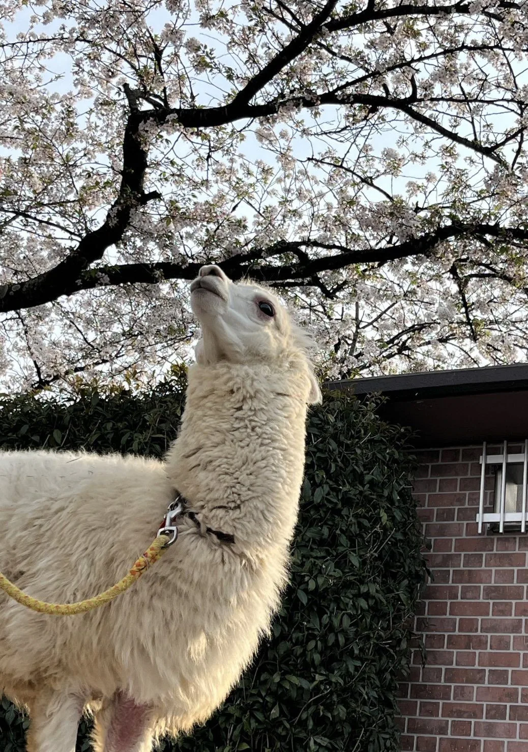 ภาพสัตว์โลกน่ารัก สวนสัตว์โทบุ Tobu Zoo ประเทศญี่ปุ่น