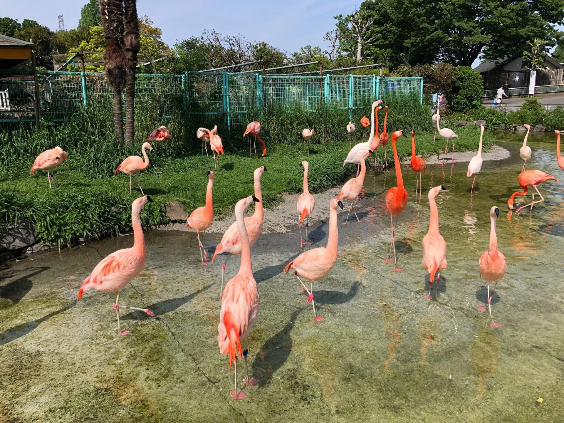 ภาพสัตว์โลกน่ารัก สวนสัตว์โทบุ Tobu Zoo ประเทศญี่ปุ่น