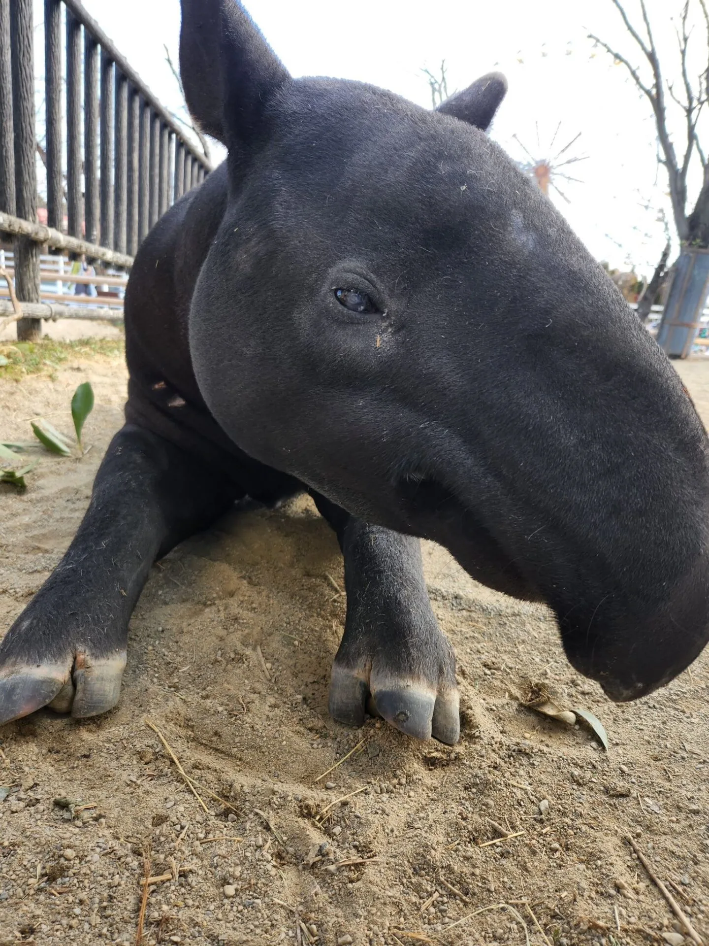 ภาพสัตว์โลกน่ารัก สวนสัตว์โทบุ Tobu Zoo ประเทศญี่ปุ่น