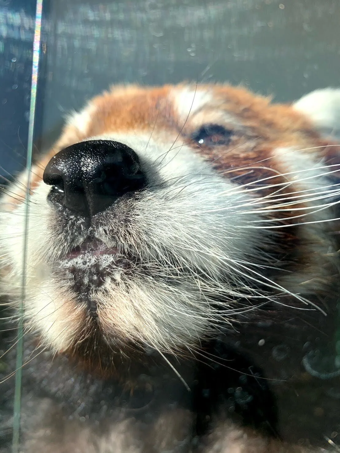 ภาพสัตว์โลกน่ารัก สวนสัตว์โทบุ Tobu Zoo ประเทศญี่ปุ่น