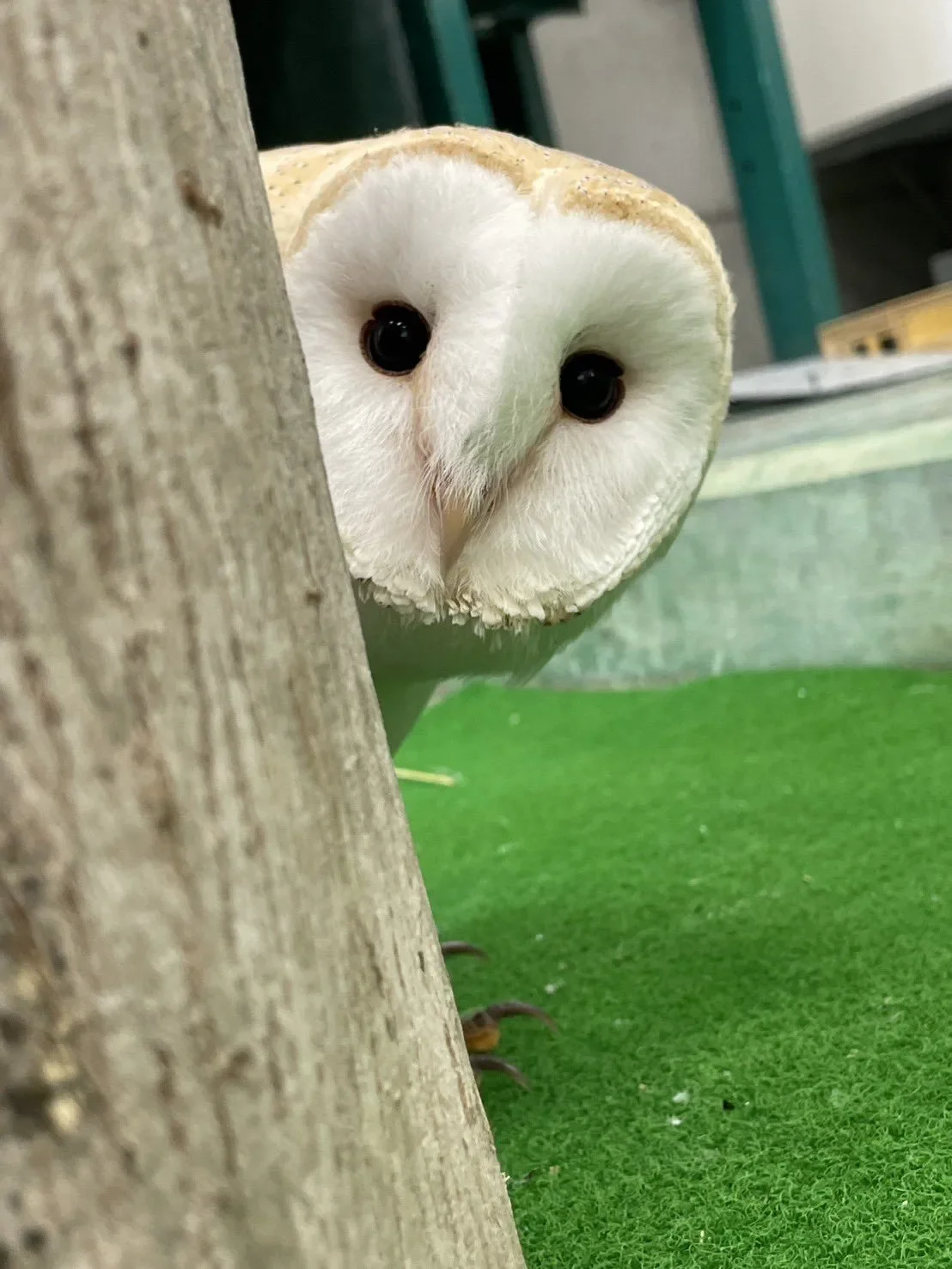 ภาพสัตว์โลกน่ารัก สวนสัตว์โทบุ Tobu Zoo ประเทศญี่ปุ่น