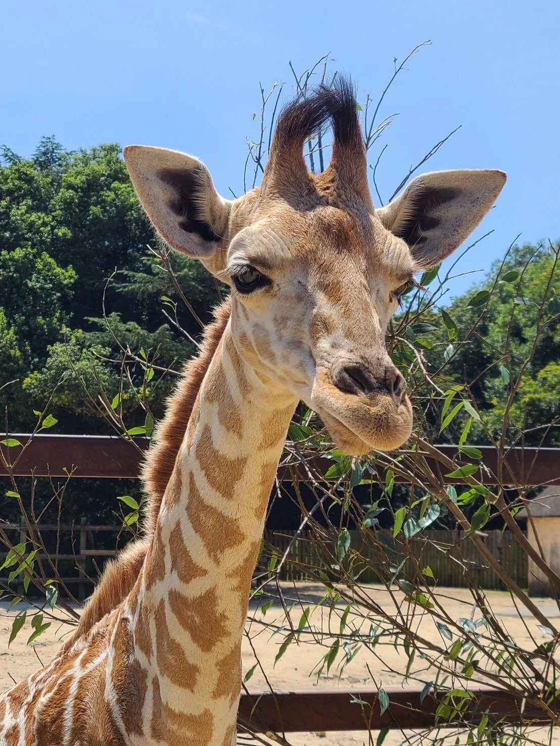ภาพสัตว์โลกน่ารัก สวนสัตว์โทบุ Tobu Zoo ประเทศญี่ปุ่น