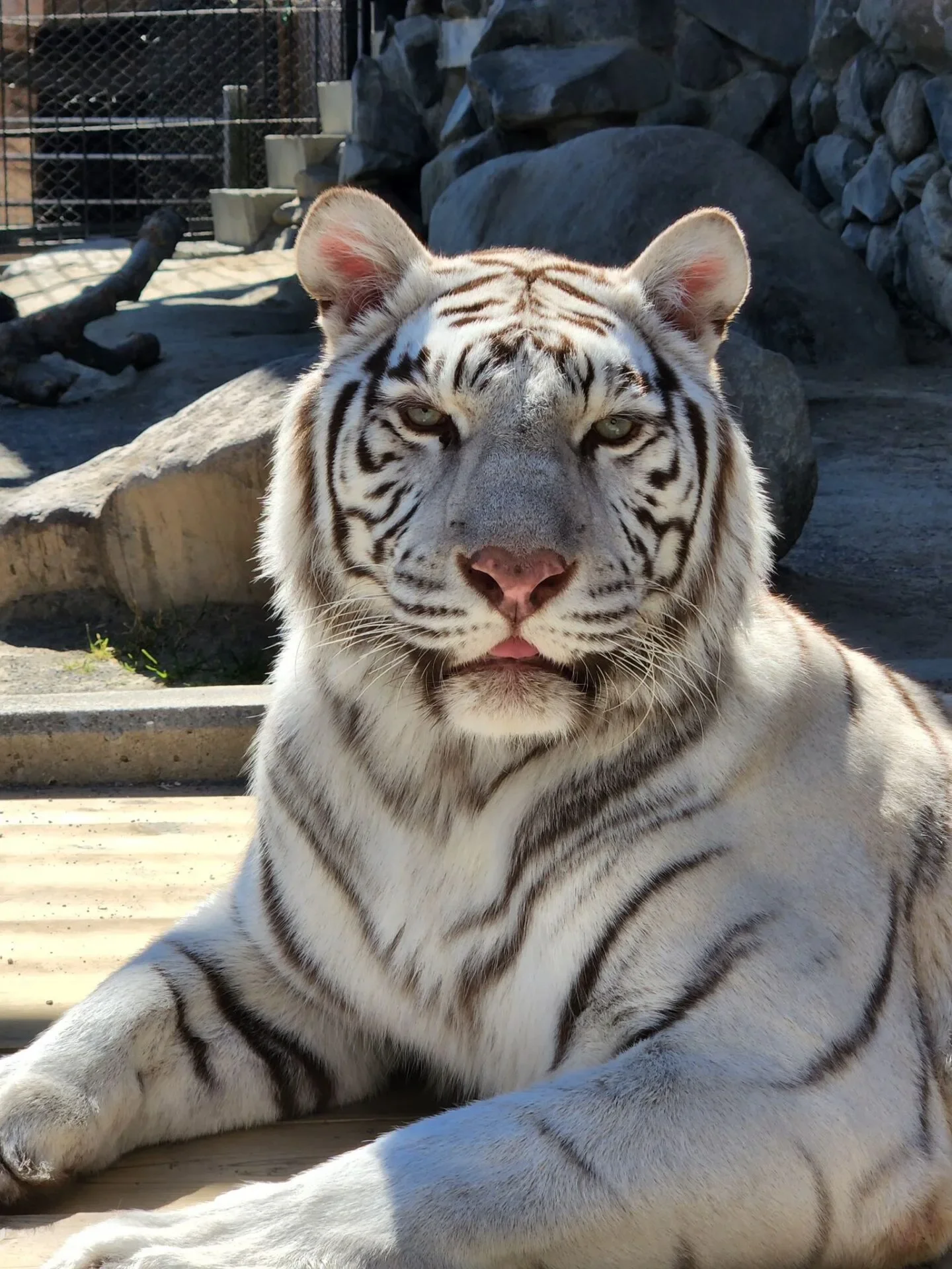 ภาพสัตว์โลกน่ารัก สวนสัตว์โทบุ Tobu Zoo ประเทศญี่ปุ่น
